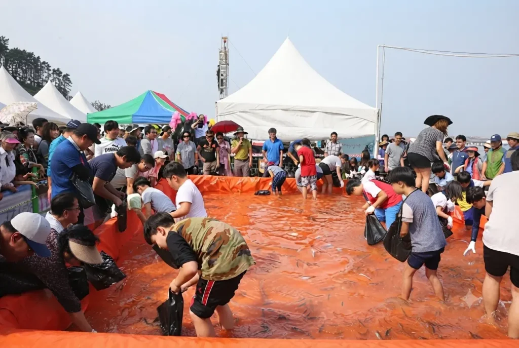 서천 홍원항 전어 꽃게 축제 인기 프로그램인 맨손 전어 잡기 체험 현장