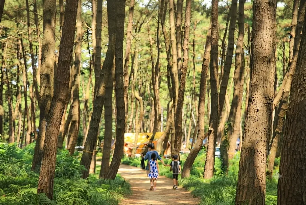 서천 반값 여행 추천 코스 장항송림자연휴양림 맥문동마을 숲길