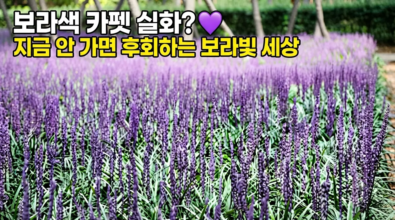 "울산 태화강 맥문동 군락지의 보라색 꽃과 초록색 잎이 어우러진 풍경을 담은 16:9 썸네일 이미지. '전국 최대 맥문동 군락지, 8월 말 절정! 보라색 물결' 문구가 우측 상단 박스에 기재되어 있습니다."